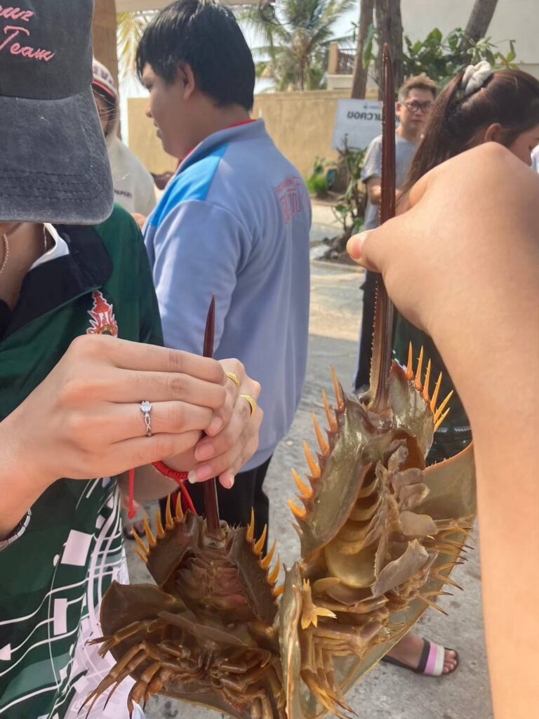 ธนาคารปูม้า